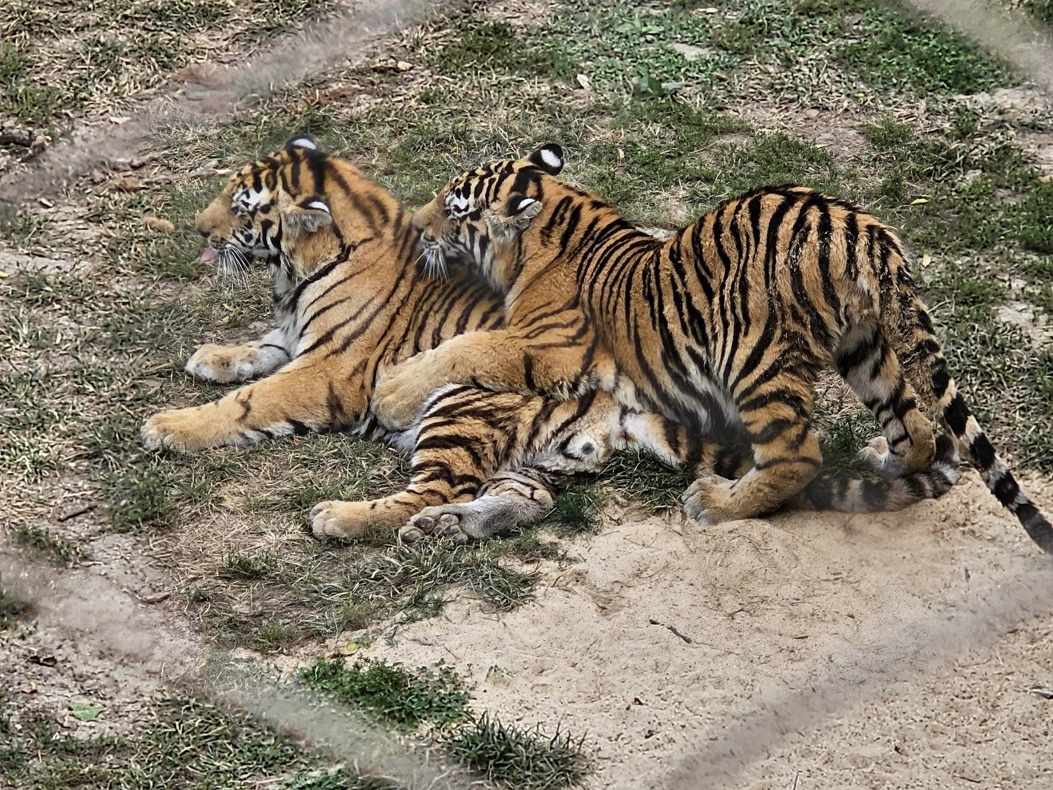 Explore St. Louis Zoo: Free Entry and Must-See Animals