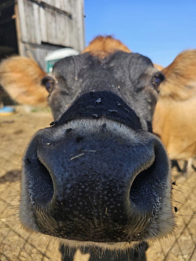 Visit Baldwin Farm: Goats, Pumpkins, and Treats Await