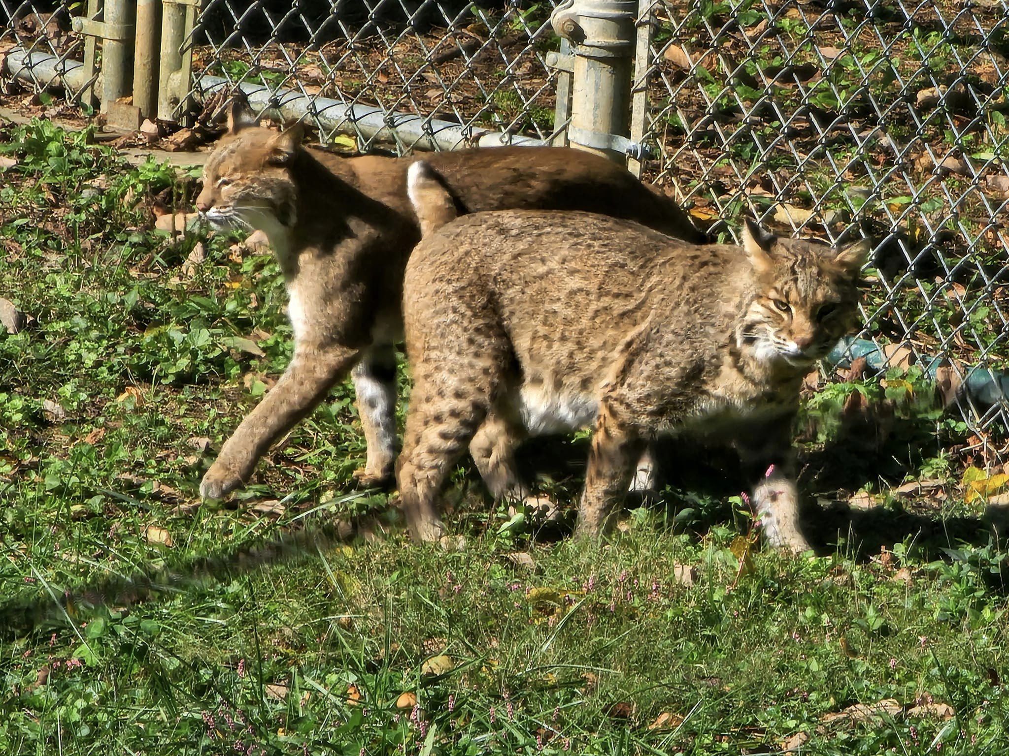 Explore Kentucky’s Affordable Wildlife Center